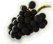 container_grapes